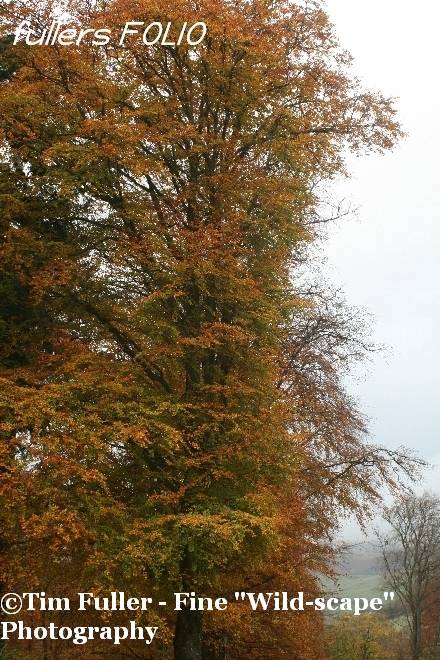 A Borders Beech Tree showing its Autumn Colours
