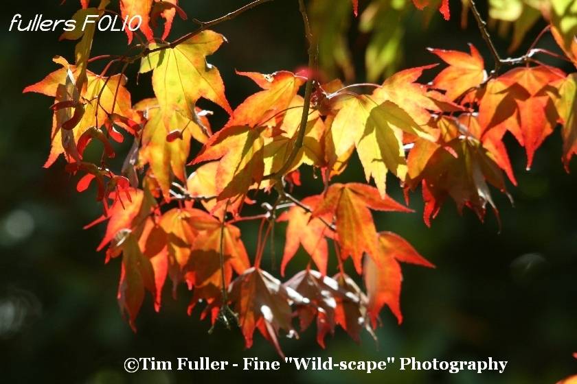 Golden Red Acer Leaves
