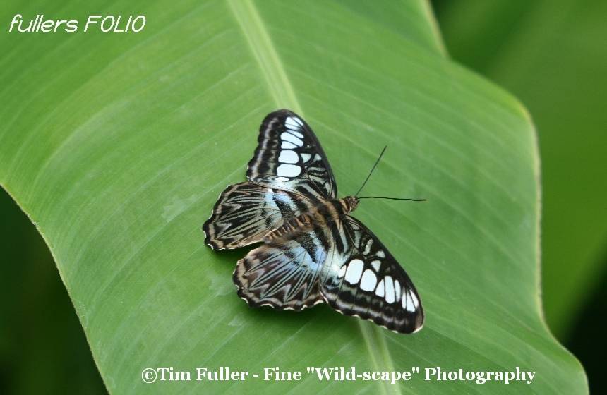 Marbled White Butterfly - Melanargia galathea