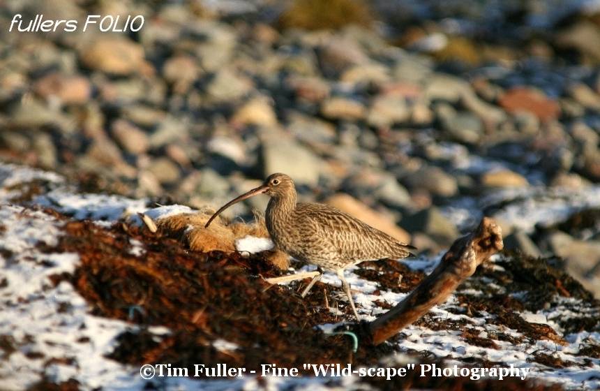 Curlew on the Beach in the Snow