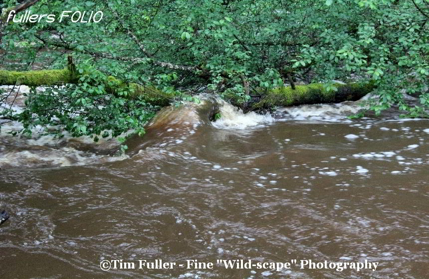 Water swirling over tree - June 2012 floods