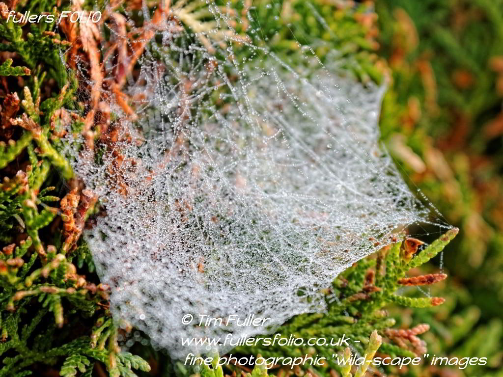 Dew on a Spiders Web
